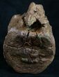 Solid Edmontosaurus (Hadrosaur) Vertebrae - Montana #8453-2